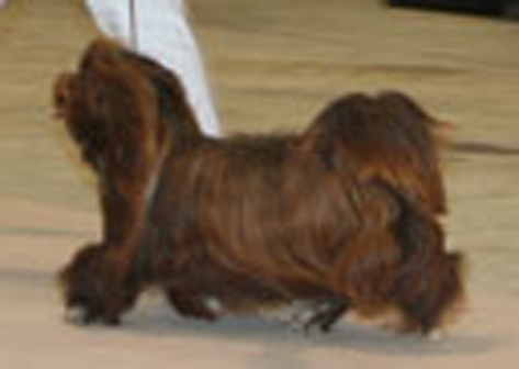 Mabel mayla chocolat de la vallée du rêve