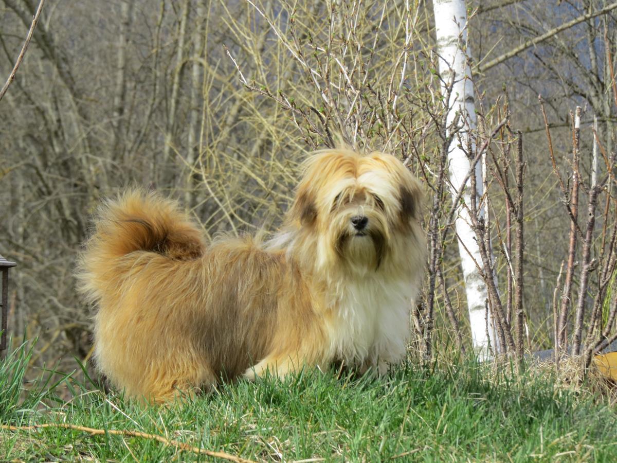 CH. Pan dora de la vallée du rêve