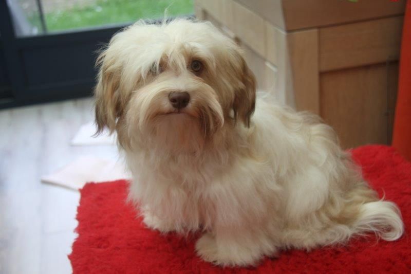 O'happy day de la vallée du rêve