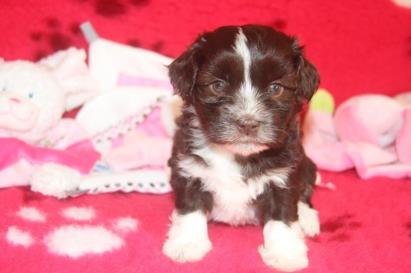 Penelope palupalu honi de la vallée du rêve