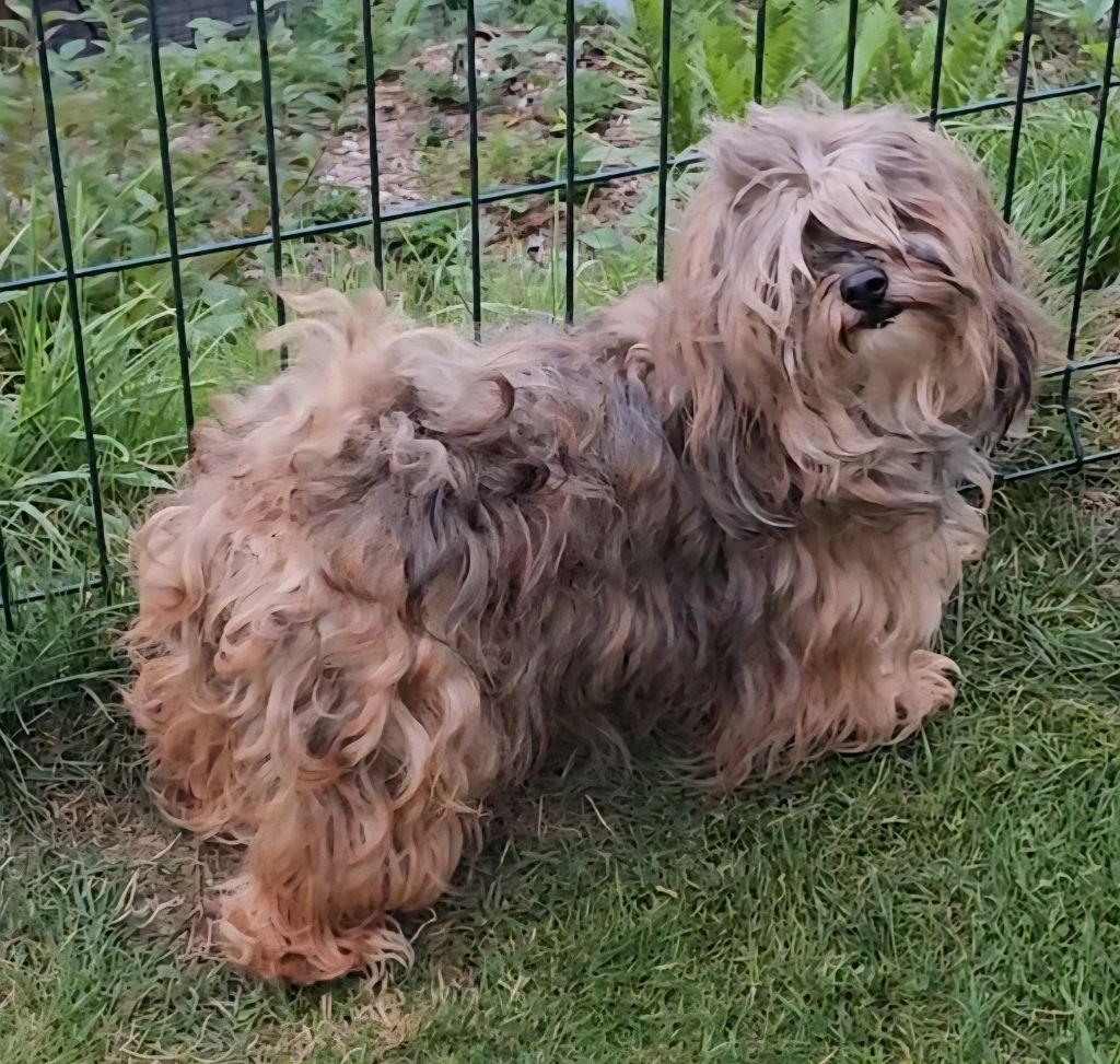 Unlimited saga lynn de la vallée du rêve