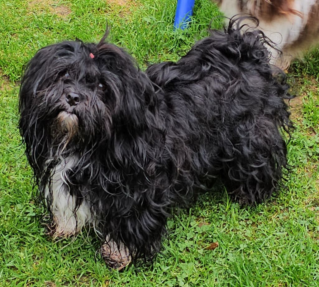 Winkie wee de la vallée du rêve