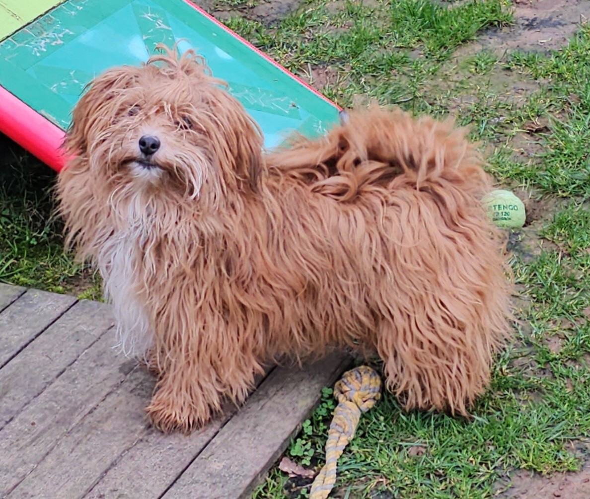 Youpie Yoobse Nani Ulaula de la vallée du rêve